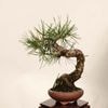 �ߺ� ���������Ϲ���* ���� ����ʪ �����ޤġ������ޥġ�Kuromatsu bonsai �����ߺ�