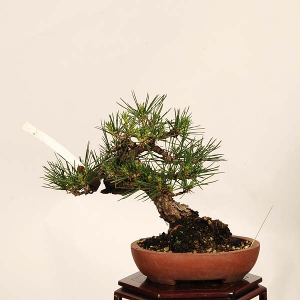 盆栽 ：三河黒松*現品 一点物 くろまつ クロマツ Kuromatsu bonsai