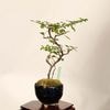 �ߺϡ����Ĺ���� ����*����ʪ ���祦����Х���chojyubai bonsai �����ߺ�