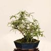 �ߺϡ��������ڡʤ᤮���᥮��*���� ����ʪ Berberis thunbergii Megi bonsai �����ߺ�