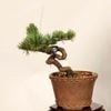 �ߺϡ����վ�(���̼)����*����ʪ ���褦�ޤġ����襦�ޥġ�Goyoumatsu bonsai �����ߺ�