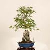 �ߺ� ���������������ա�����*����ߤ�����ߥ���Momiji bonsai �����ߺ�