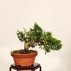 �ߺϡ������� ����* ����ʪ ����Ѥ�������ѥ� Sabina chinesis��Shinpaku bonsai �����ߺ�
