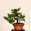 �ߺϡ������� ����* ����ʪ ����Ѥ�������ѥ� Sabina chinesis��Shinpaku bonsai �����ߺ�