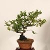 �ߺϡ�Ϸ��� ����*����ʪ �������  ���������Diospyros rhombifolia��rouyagaki bonsai �����ߺ�