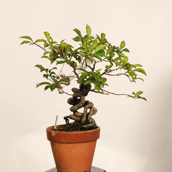 �ߺϡ�Ϸ��� ����*����ʪ �������  ���������Diospyros rhombifolia��rouyagaki bonsai �����ߺ�
