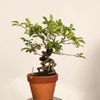�ߺϡ�Ϸ��� ����*����ʪ �������  ���������Diospyros rhombifolia��rouyagaki bonsai �����ߺ�