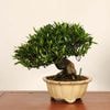 �ߺϡ��������������ʤ�����*����ʪ ��� �����ʥ� Minarikuchinashi bonsai �����ߺ�