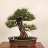 �ߺ� ���������Ϲ���*������ ����ʪ �����ޤġ������ޥġ�Kuromatsu bonsai �����ߺ�