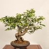 �ߺ� ����������ɻý(���Ӥ礦����)������*���ӥ祦����ruribyoutan bonsai �����ߺ�