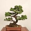 �ߺ� ������������վ�* ���� ����ʪ ���褦�ޤ� ���襦�ޥ� Goyoumatsu bonsai �����ߺ� �緿��ޥ������� 