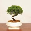 �ߺϡ��������� *����󡡼������� ����  ����ʪ ����Ѥ�������ѥ� Sabina chinesis��Shinpaku bonsai �����ߺ�
