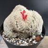 ���ܥƥ󡧥��ԥƥ�󥵡�������������*��8��������ʡ����ʸ¤�