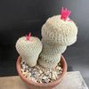 ���ܥƥ󡧥��ԥƥ�󥵡�������������*��12��������ʡ����ʸ¤�