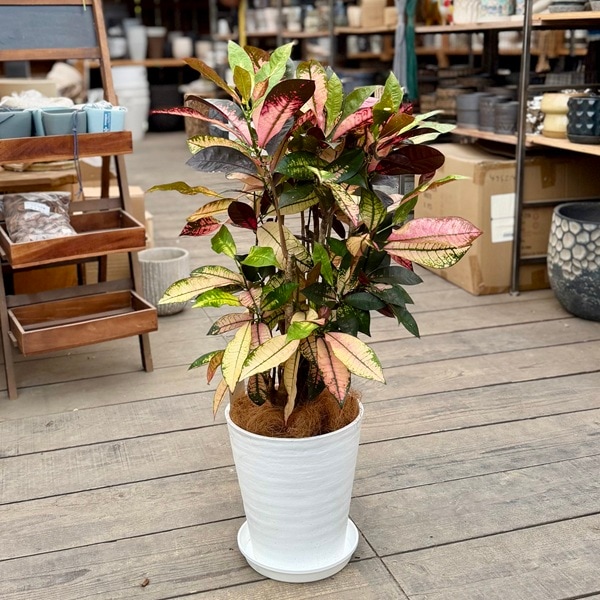 クロトン　苗木 観葉植物：クロトン ミセスアイストン 鉢植え*受皿付 ココヤシ飾り 8号