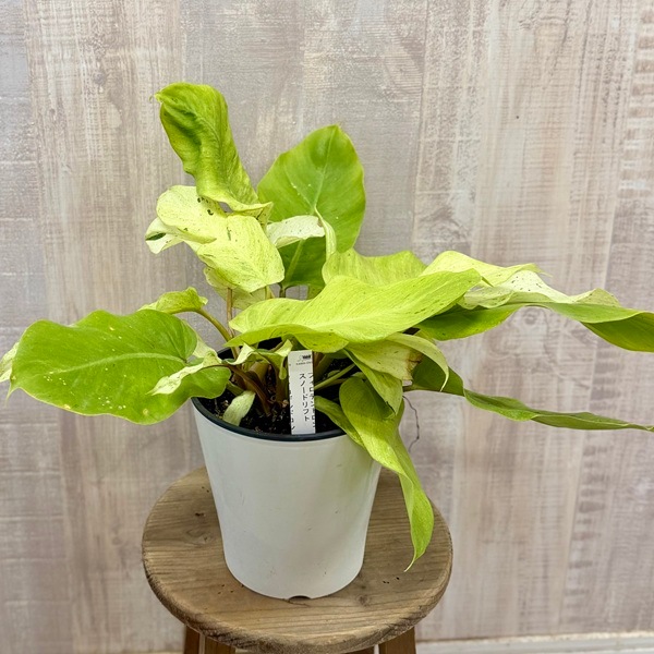 観葉植物：フィロデンドロン スノードリフト*5号 プラポット | すべて