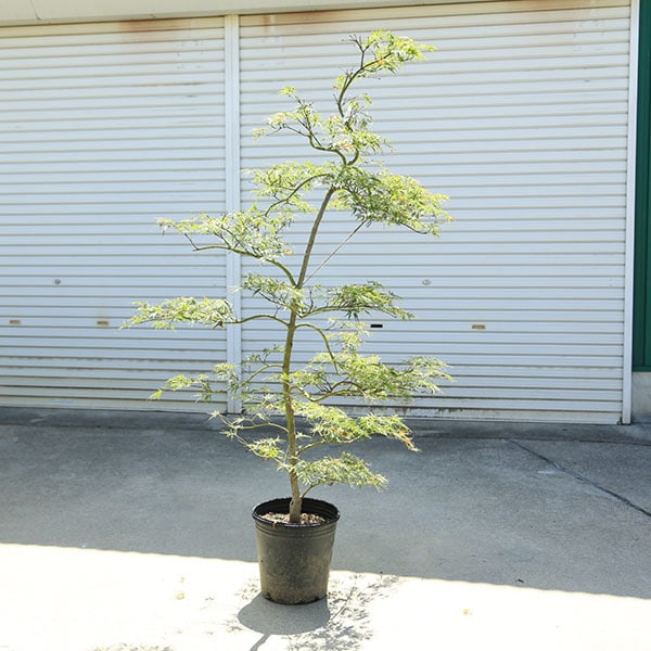 特選庭木・植木：青しだれもみじ（青枝垂れ紅葉）シダレモミジ 9号