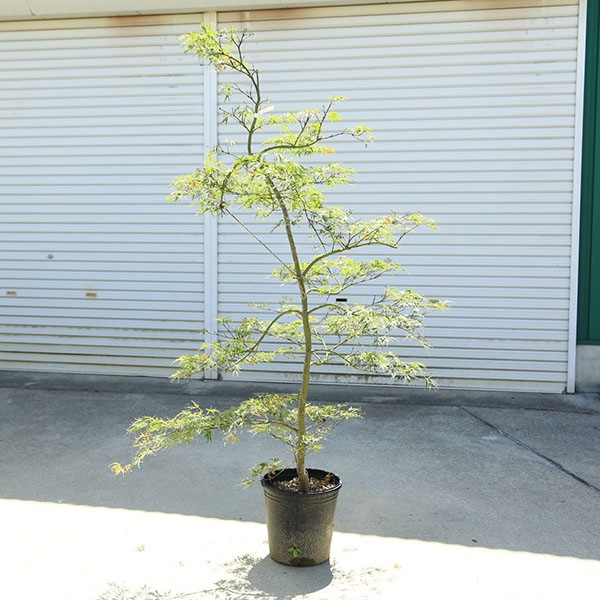 特選庭木・植木：青しだれもみじ（青枝垂れ紅葉）シダレモミジ 9号
