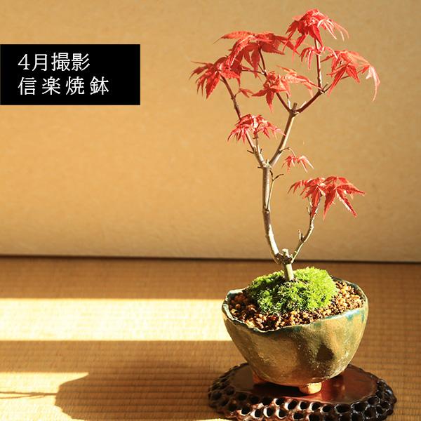 雲楽窯　紅葉　赤葉（箱あり2点組） 小品盆栽：出猩々もみじ*苔付き(信楽焼鉢 瀬戸焼花型丸鉢) 【送料無料