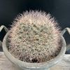 ���ܥƥ󡧥ޥߥ�ꥢ��������*��12cm�����ʡ����ʸ¤�