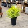 ���� �� ���� ȭ�֡����쥦�� ��ܥ�塼����󥴡����*6�� Melaleuca