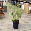���տ�ʪ ȭ�� �ġ��Х󥯥��������ԥ̥���*�إ��ԥ�Х󥯥��� 6��
