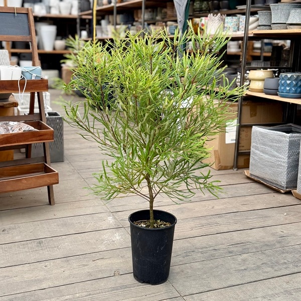 観葉植物 鉢花 苗：バンクシア スピヌロサ 6号【大】*ヘアピン