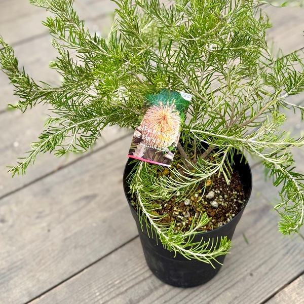 観葉植物 鉢花 苗：バンクシア テルマチア*6号 テルマティアエ 矮性