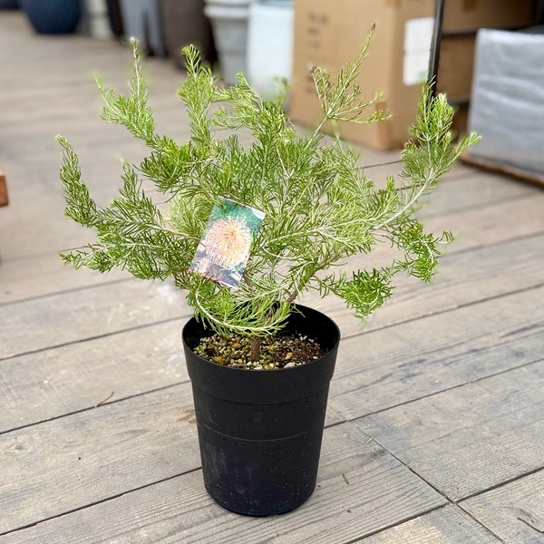 観葉植物 鉢花 苗：バンクシア テルマチア*6号 テルマティアエ 矮性