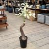 ���տ�ʪ���ѥ��� �ߥ륭��������*�����ꡡ5��ץ�ݥå�