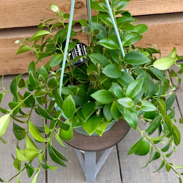 観葉植物：エスキナンサス モナリザ*5号 吊り鉢 | すべての商品 | 遊恵