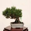 �ߺ� ������*���� ����ʪ ���Ȥ֤��ޤġ������ޥġ�Kuromatsu bonsai �ߥ����ߺ�