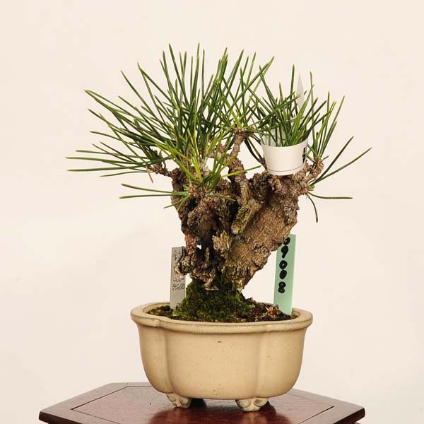 盆栽：錦松* 現品 一点物 にしきまつ ニシキマツ nisikimatsu bonsai