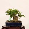 �ߺϡ���������������*����ʪ �����ǡ������ǡ�Kaede bonsai   Acer �����ߺ�