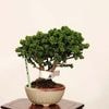 �ߺϡ��в�ɰ(�ҤΤ�)������* ����ʪ �ҥΥ���Chamaecyparis��Hinoki bonsai �����ߺ�