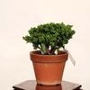 �ߺϡ��в�ɰ(�ҤΤ�)������* ����ʪ �ҥΥ���Chamaecyparis��Hinoki bonsai �����ߺ�