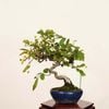 �ߺ� �����ߡ�����*����ʪ ���ߡ�Malus sieboldii��zumi bonsai �������ߺϡ�