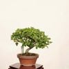 �ߺϡ��ˤ�����������*����ʪ �����ǡ������ǡ�Kaede bonsai   Premna japonica �����ߺ�