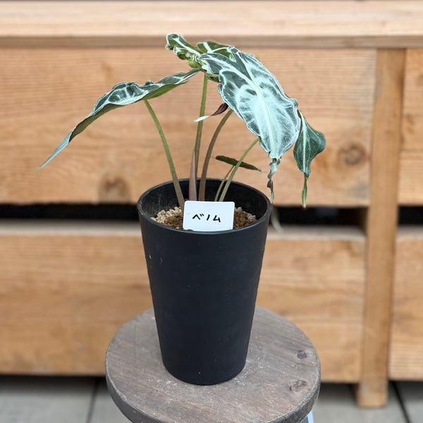 観葉植物：アロカシア ヴェノム*ベノム 黒セラアート鉢植え | すべての