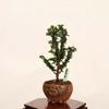 �ߺϡ��в�ɰ(�ҤΤ�)������* ����ʪ �ҥΥ���Chamaecyparis��Hinoki bonsai �����ߺ�