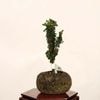 �ߺϡ��в�ɰ(�ҤΤ�)������* ����ʪ �ҥΥ���Chamaecyparis��Hinoki bonsai �����ߺ�
