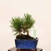 �ߺ� �����Ϲ���*���� ����ʪ �����ޤġ������ޥġ�Kuromatsu bonsai �����ߺ�
