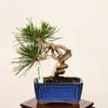 �ߺ� �����Ϲ���*���� ����ʪ �����ޤġ������ޥġ�Kuromatsu bonsai �����ߺ�