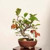 �ߺϡ����������ɤ�(ɱ����)������*����ʪ �����ɥ� Miyanakaidou bonsai �����ߺ�