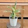 ���տ�ʪ�������饪�ͥ� �ۥ磻�ȥХ�֡�*4�� Aglaonema ��Snow White��