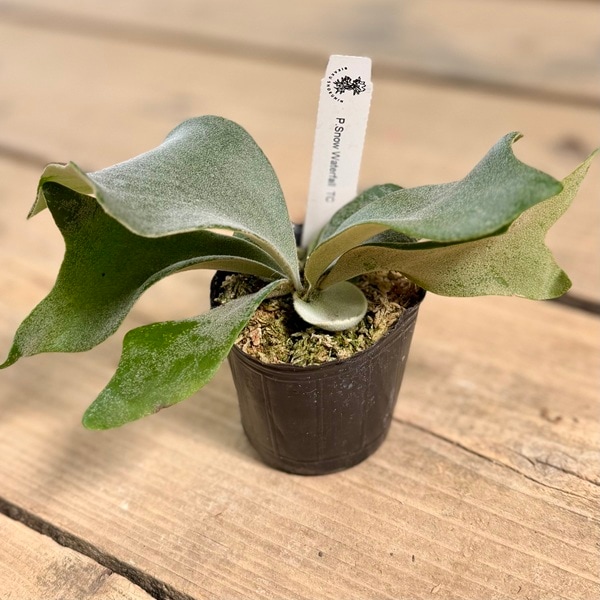 ＊ポカリ　ビカクシダ等観葉植物アソート 観葉植物：ビカクシダ ウィリンキー スノーウォーターフォールTC