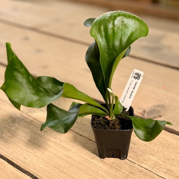 観葉植物：ヒリー サタヒップ SP株*ビカクシダ コウモリラン 'Sattahip