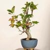 �ߺϡ����������ɤ�(ɱ����)������*����ʪ �����ɥ� Miyanakaidou bonsai �����ߺ�