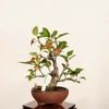 �ߺϡ����������ɤ�(ɱ����)������*����ʪ �����ɥ� Miyanakaidou bonsai �����ߺ�