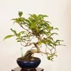 �ߺϡ����缰��(����餵��������)����*����ʪ ��饵�������֡�murasakishikibu Callicarpa japonica�����ߺ�